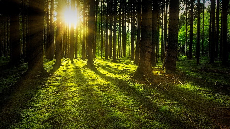 Oznámenie o predkladaní žiadostí o priame podpory na lesnícke opatrenia 2022